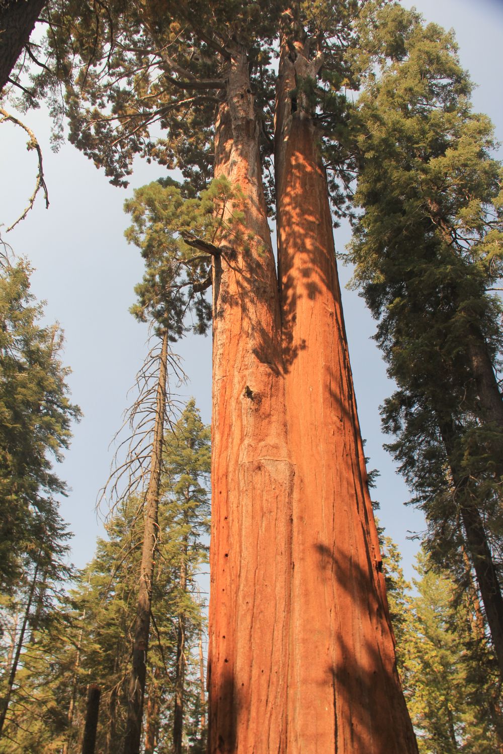 Grant Tree Trail, Boundary Trail and North Grove Trail 